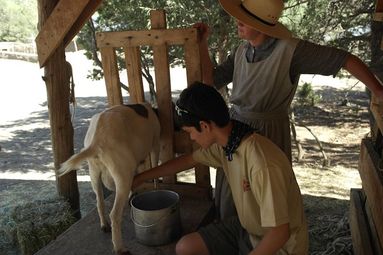 abreu goat milking